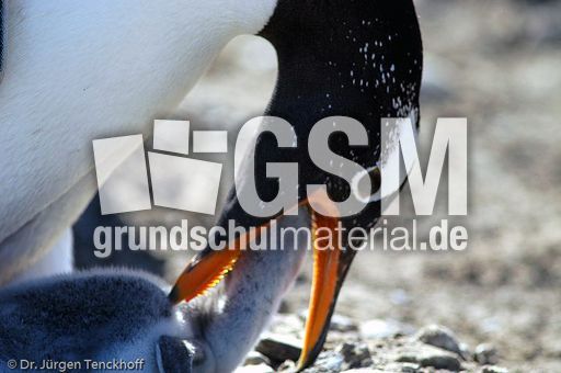 Eselspinguin (85 von 97).jpg